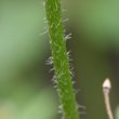 Stängel-/Stammfoto Galinsoga ciliata