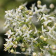 Portraitfoto Galium album