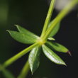 Blätterfoto Galium album