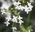 Blütenfoto Galium anisophyllon