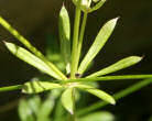 Blätterfoto Galium anisophyllon