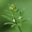 Blütenfoto Galium aparine