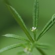 Foto von Besonderheit Galium aparine