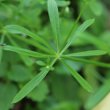 Blätterfoto Galium aparine