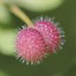 Fruchtfoto Galium aparine