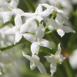 Blütenfoto Galium boreale