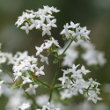 Portraitfoto Galium boreale