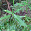 Foto von Besonderheit Galium boreale