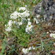 Blütenfoto Galium glaucum