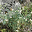 Habitusfoto Galium glaucum