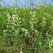 Portraitfoto Galium lucidum