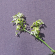 Blütenfoto Galium lucidum