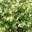 Portraitfoto Galium megalospermum