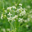 Blütenfoto Galium mollugo