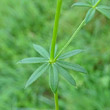 Blätterfoto Galium mollugo