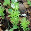 Habitusfoto Galium odoratum