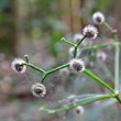 Fruchtfoto Galium odoratum