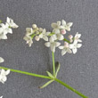 Portraitfoto Galium palustre