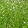 Habitusfoto Galium palustre