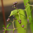 Fruchtfoto Galium palustre