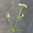 Bl&uuml;tenfoto Galium pumilum