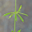 Bl&auml;tterfoto Galium pumilum