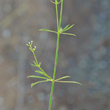 St&auml;ngel-/Stammfoto Galium pumilum