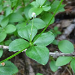 Blätterfoto Galium rotundifolium