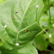 Fruchtfoto Galium rotundifolium