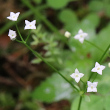 Blütenfoto Galium rotundifolium