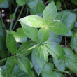 Blätterfoto Galium rotundifolium
