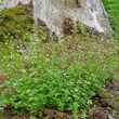 Foto von Besonderheit Galium rotundifolium