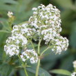 Portraitfoto Galium rubioides