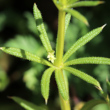 Portraitfoto Galium spurium