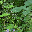 Habitusfoto Galium sylvaticum