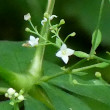 Portraitfoto Galium sylvaticum