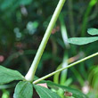 Stängel-/Stammfoto Galium sylvaticum