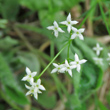 Portraitfoto Galium triflorum