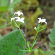 Bl&uuml;tenfoto Galium triflorum