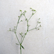 Habitusfoto Galium triflorum