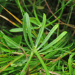 Bl&auml;tterfoto Galium triflorum