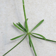 St&auml;ngel-/Stammfoto Galium triflorum