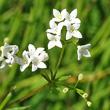 Portraitfoto Galium uliginosum