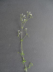 Habitusfoto Galium uliginosum