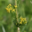 Blütenfoto Galium verum