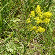 Portraitfoto Galium verum