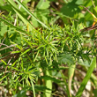 Blätterfoto Galium verum