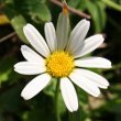 Portraitfoto Leucanthemum vulgare