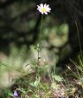 Habitusfoto Leucanthemum vulgare