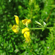 Portraitfoto Genista germanica